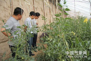 吳起氣象服務進大棚，科技賦能農業園藝新篇章